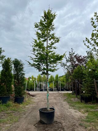 2x Beuk, Fagus Sylvatica, hoogstam, groenbladig, ca. 5-6 m hoog