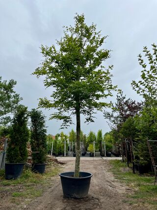 Beuk, Fagus Sylvatica, hoogstam, groenbladig, ca. 6 m hoog