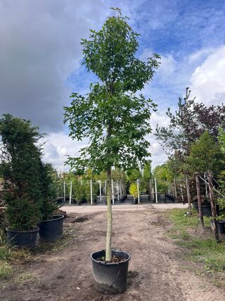 2x Amberboom, Liquidambar Styraciflua, hoogstam, herfstverkleuring, ca