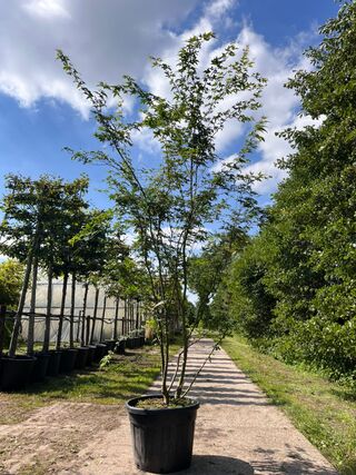 2x Japanse esdoorn, Acer Palmatum, meerstammig, rode herfstkleur, ca.