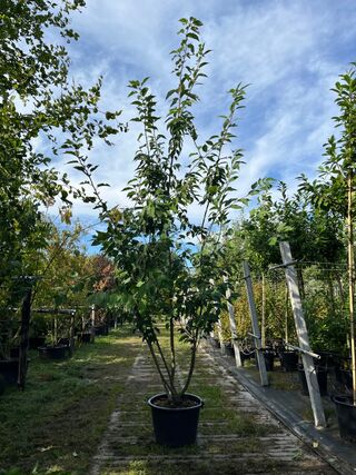 2x Japanse sierkers, Prunus S. ‘Kanzan’, meerstammig, dieproze bloei,