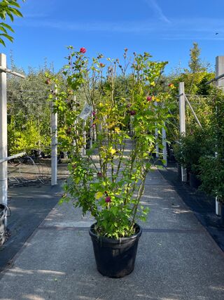 5x Altheastruik, Hibiscus ‘Duc De Brabant’, sierheester, roze bloei, c