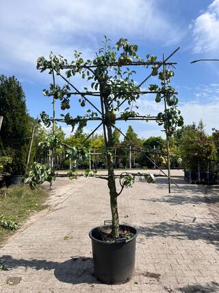 4x Perenboom, Pyrus ‘Conference’, leiboom, vruchtdragend, ca. 2-2.5 m