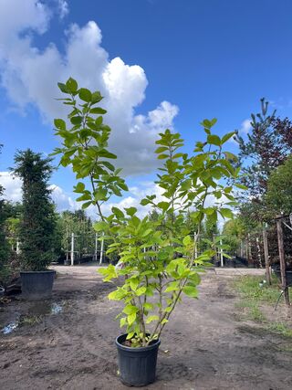 2x Beverboom, Magnolia ‘Yellow River’, meerstammig, Zachtgele bloei, c