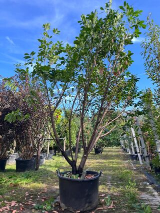 2x Laurierkers, Prunus ‘Novita’, haagplant/ meerstammig, wintergroen,