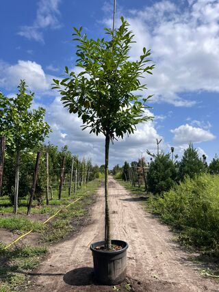 4x Laurierkers, Prunus ‘Novita’, leigeschikt, wintergroen, ca. 3.5-4 m