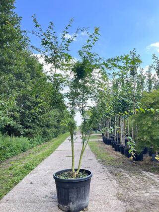 2x Japanse esdoorn, Acer Palmatum, meerstammig, rode herfstkleur, ca.
