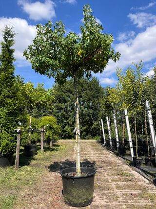 Amberboom, Liquidambar ‘Worplesdon’, dakboom, herfstverkleuring, ca. 2