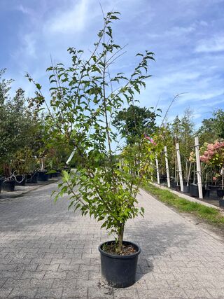 2x Chinese esdoorn, Acer Tataricum Ginnala, sierheester, ca. 150-175 c