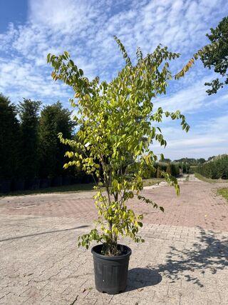 4x Sierstruik, Acer Tataricum Ginnala, E.a., sierheester, bloei/herfst