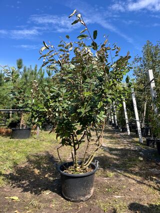 2x Olijfwilg, Elaeagnus Ebbingei, meerstammig, wintergroen, ca. 200 cm