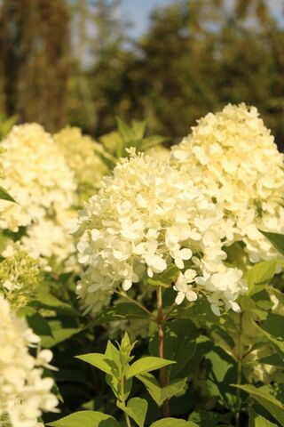 Meerstammige hortensia, Hyrdangea ‘Limelight’, meerstammig, ca. 150-17