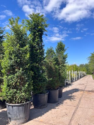 4x Venijnboom, Taxus Baccata, haagplant, wintergroen, ca. 250-400 cm h