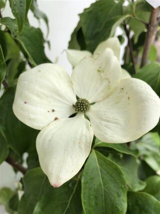 Japanse kornoelje, Cornus ‘China Girl’, meerstammig, witte bloei, ca.1