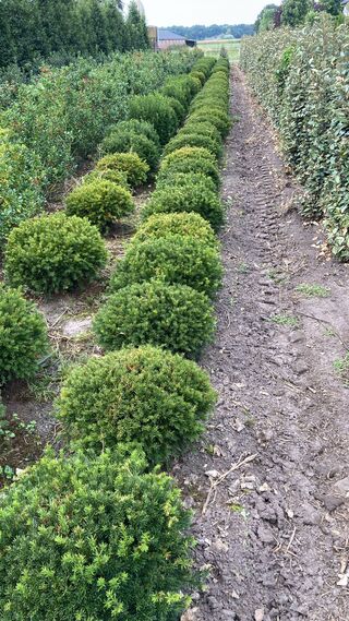 Ca. 85x Venijnboom, Taxus Baccata, bol, wintergroen, ca. 50-60 cm bree