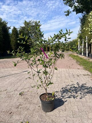 Ca. 25x Sierstruik, Aucuba ‘Variegata’, E.a., sierheester, bloei/herfs