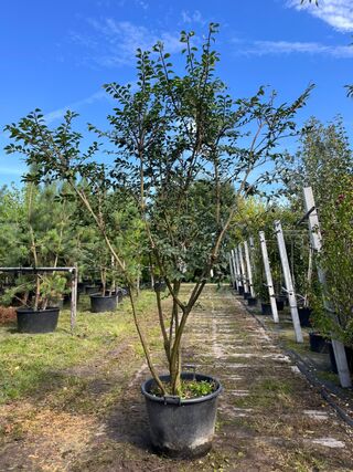 Kardinaalshoed, Euonymus ‘Compactus’, solitair, rode herfstkleur, ca.