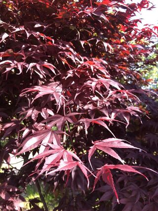 Japanse esdoorn, Acer ‘Bloodgood’, meerstammig, rood blad, ca. 150-175