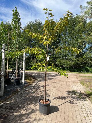 Ca. 10x Kersenboom, Prunus ‘Kordia’, fruitgaardboom, vruchtdragend, ca