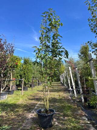 2x Japanse sierkers, Prunus ‘Amanogawa’, meerstammig, roze bloei, ca.