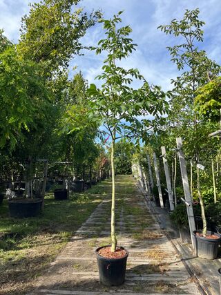 2x Walnotenboom, Juglans ‘Chandler’, vruchtboom, vruchtdragend, ca. 3.