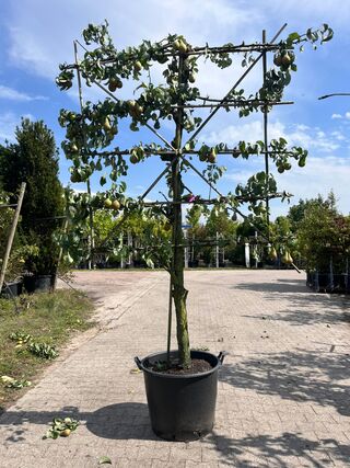 4x Perenboom, Pyrus ‘Conference’, leiboom, vruchtdragend, ca. 2-2.5 m