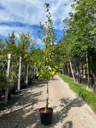 Mispel, Mespilus ‘Westerveld’, vruchtboom, ca. 2.5-3 m hoog