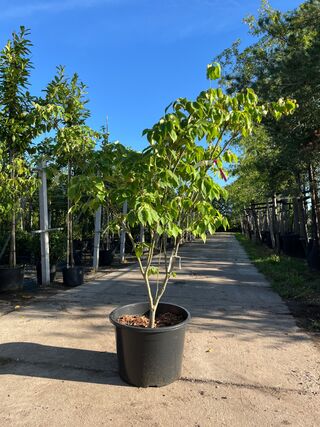 3x Japanse kornoelje, Cornus ‘China Girl’, meerstammig, witte bloei, c