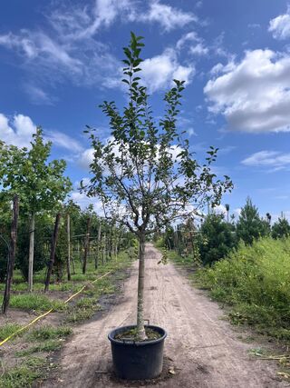 2x Sierappel, Malus ‘Red Sentinel’, bloesemboom, rode sierappeltjes, c
