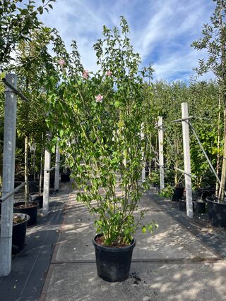 3x Altheastruik, Hibiscus ‘Lady Stanley’, sierheester, roze bloei, ca.