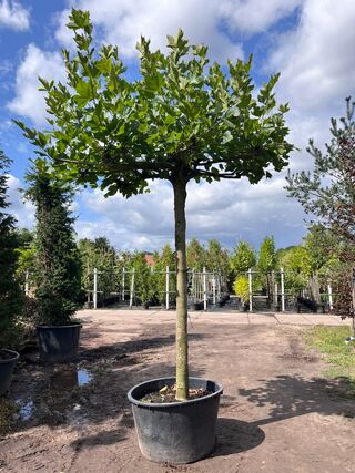 3x Plataan, Platanus Hispanica, dakboom, ca. 225 cm stamhoogte