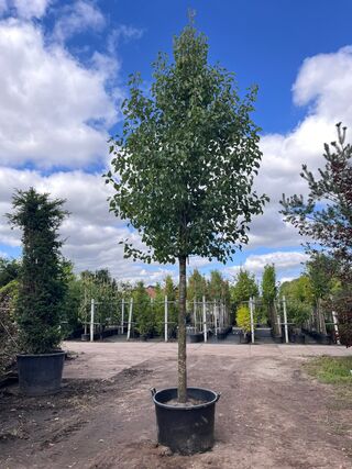 Sierpeer, Pyrus ‘Chanticleer’, bloesemboom, witte bloesem, ca. 5-6 m h