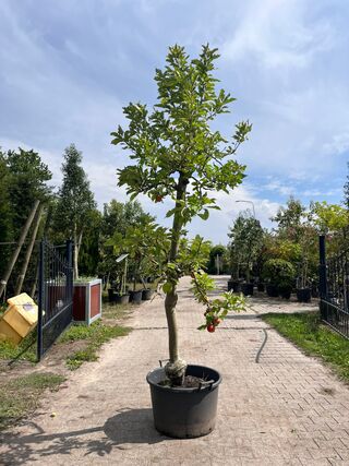 5x Appelboom, Malus ‘Redlove’, E.a., fruitgaardboom, vruchtdragend, ca