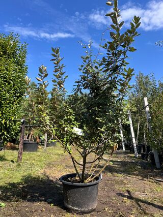 2x Olijfwilg, Elaeagnus Ebbingei, meerstammig, wintergroen, ca. 200 cm