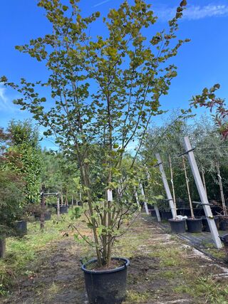 2x Hazelaar, Corylus Avellana, sierheester, ca. 250-300 cm hoog