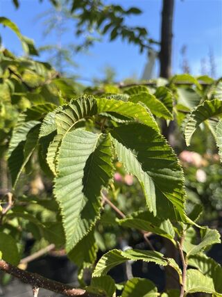 Europese hopbeuk, Ostrya Carpinifolia, meerstammig, ca. 3.5-4 m hoog