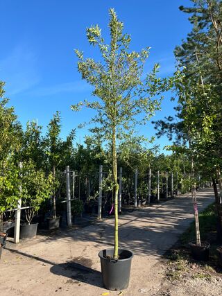 Wilde kardinaalsmuts, Euonymus Europaeus, Hoogstam, witte/rode bloei,