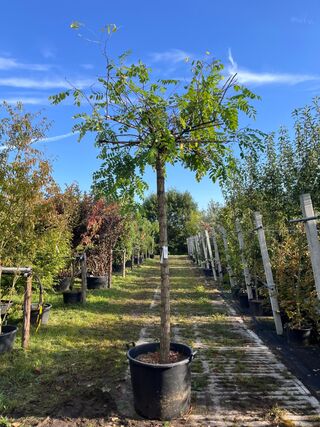 2x Rode acacia, Robinia ‘Casque Rouge’, dakboom, rozerode bloei, ca. 2