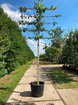 4x Koningslinde, Tilia ‘Pallida’, leiboom, ca. 200 cm stamhoogte