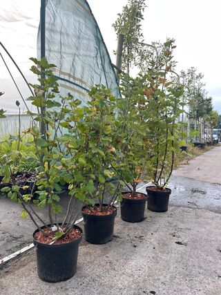 5x Aalbes, Ribes ‘Weisse Versailles’ E.a., fruitstruik, vruchtdragend,