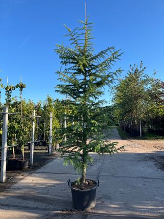 Hybride lork, Larix Marschlinsii, geveerd, blauwgroen, ca. 3 m hoog