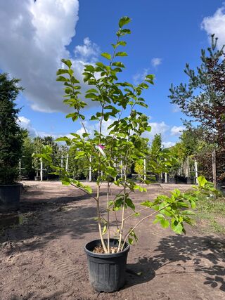 2x Beverboom, Magnolia ‘Yellow River’, meerstammig, Zachtgele bloei, c