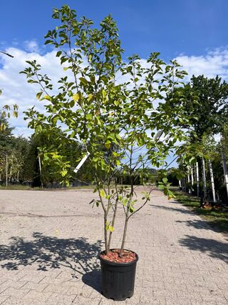 3x Sierstruik, Frangula Alnus, E.a., sierheester, bloei/herfstverkleur