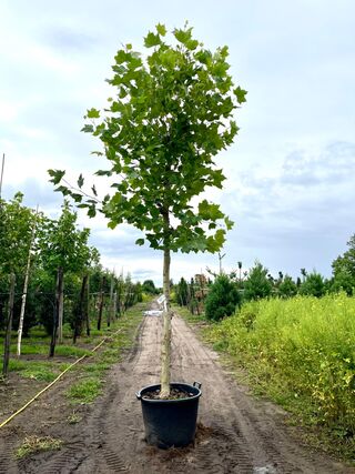 4x Plataan, Platanus Hispanica, hoogstam, ca. 5 m hoog