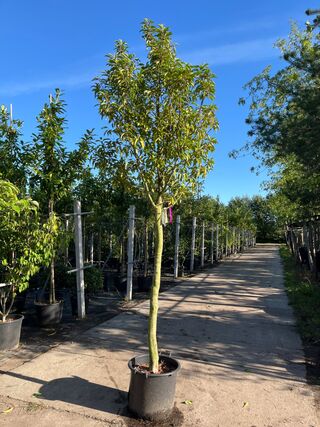 4x Portugese laurier, Prunus Lusitanica, hoogstam, wintergroen, ca. 3-