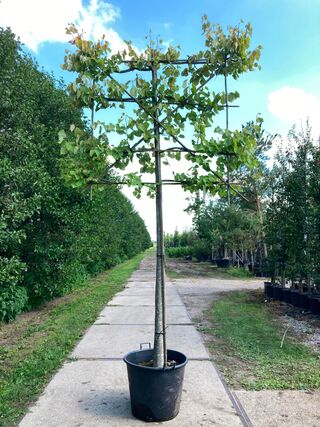 2x Winterlinde, Tilia ‘Greenspire’, leiboom, ca. 180 cm stamhoogte