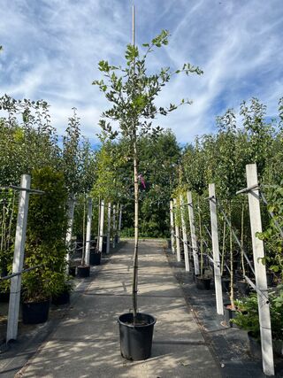 3x Steeneik, Quercus Ilex, hoogstam, wintergroen, ca. 3.5 m hoog