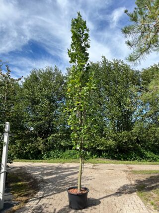 2x Amerikaanse tulpenboom, Liriodendron ‘Fastigiatum’, zuilvorm, gele