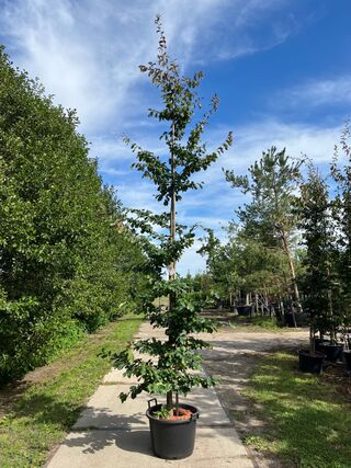 3x Perzisch ijzerhout, Parrotia Persica, zuilvorm, rode herfstkleur, c