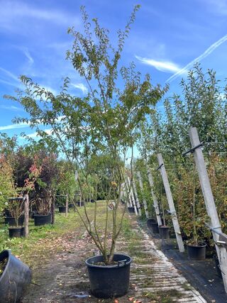 Japanse sierkers, Prunus ‘Oshidori’, meerstammig, wit/roze bloei, ca.